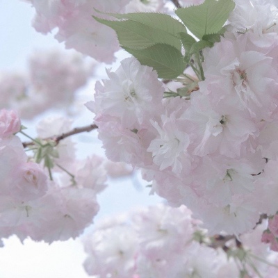 郸城福瑞交流群